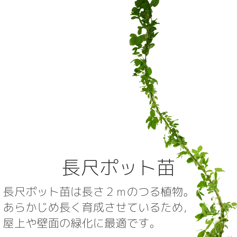 ＜長尺ポット苗＞長さ2ｍのつる植物のポット苗です。壁面緑化に最適です。