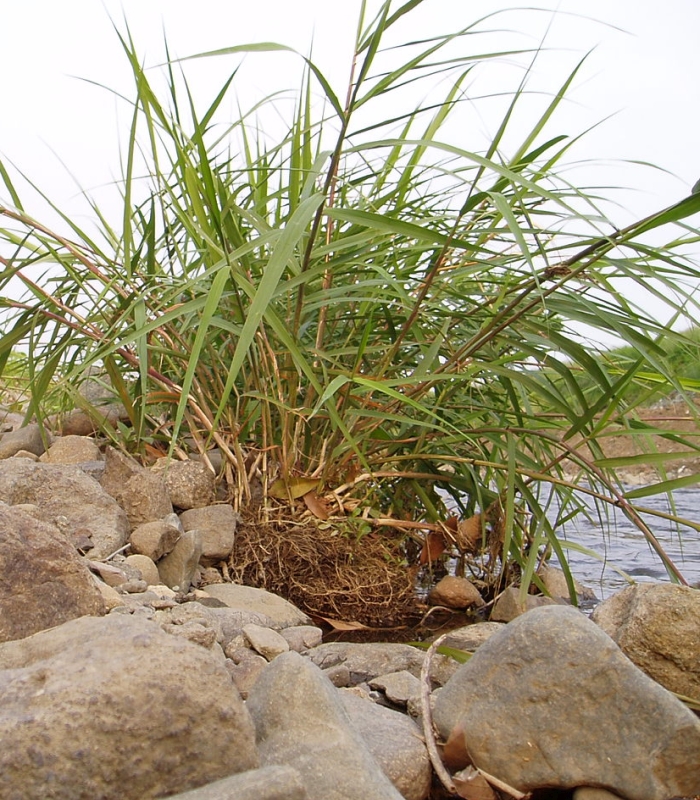 パネルフトンカゴに設置した植栽済ベストマンロール especmic