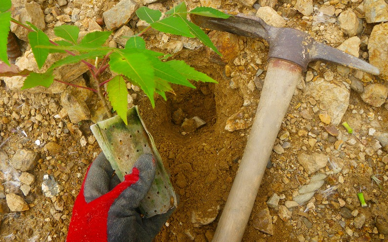 鹿不嗜好性植物による緑化