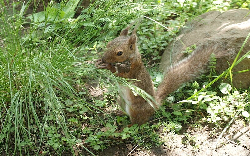 井の頭自然文化園