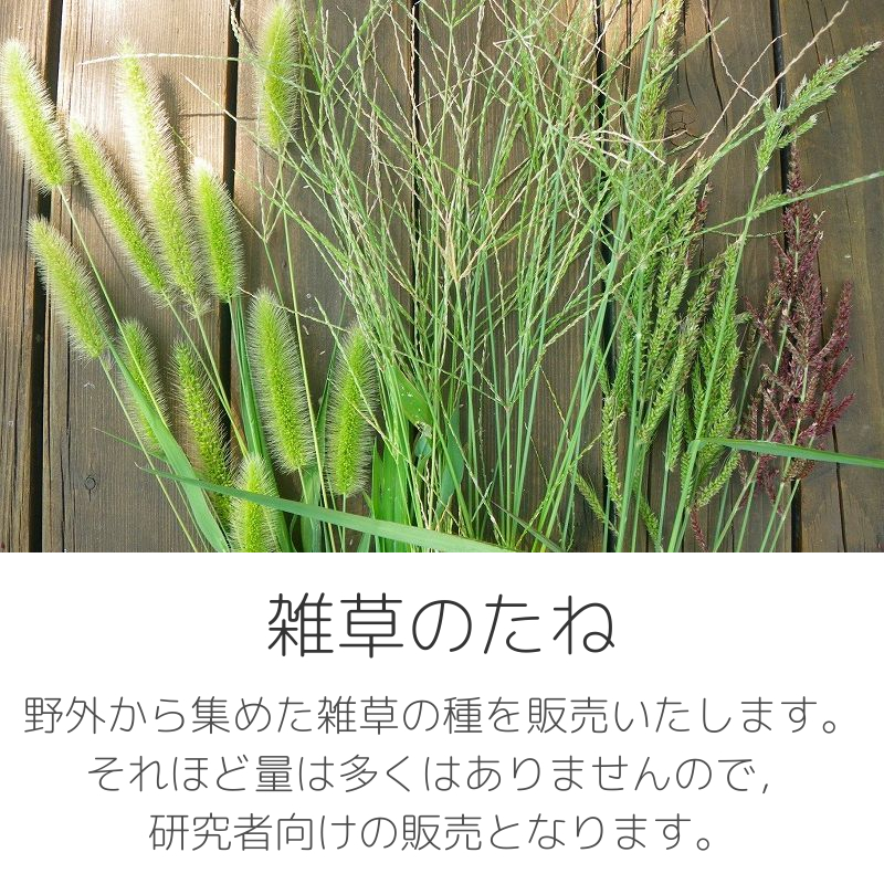 雑草のたね