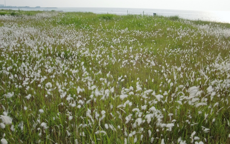 チガヤ草地 | エスペックミック株式会社