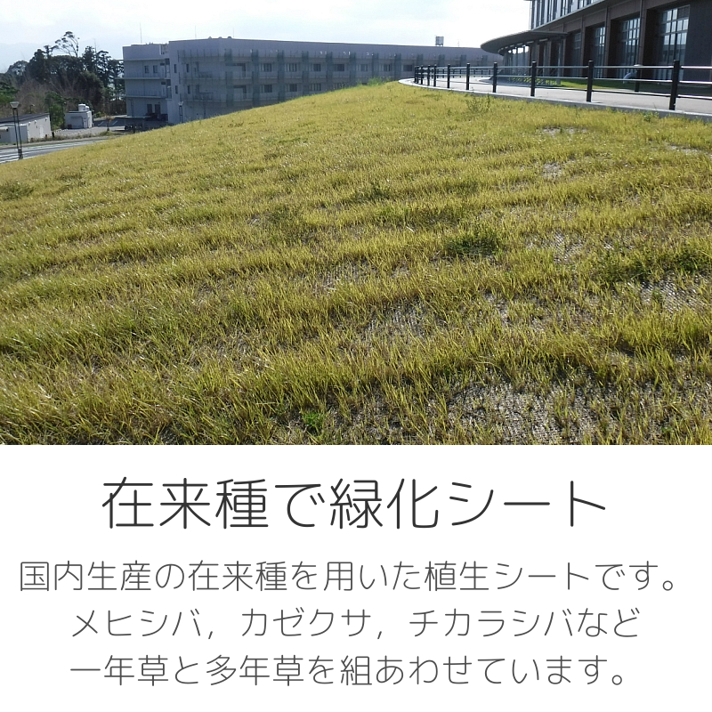 ＜在来種で緑化シート＞日本国内で生産した在来種の植生シートです。