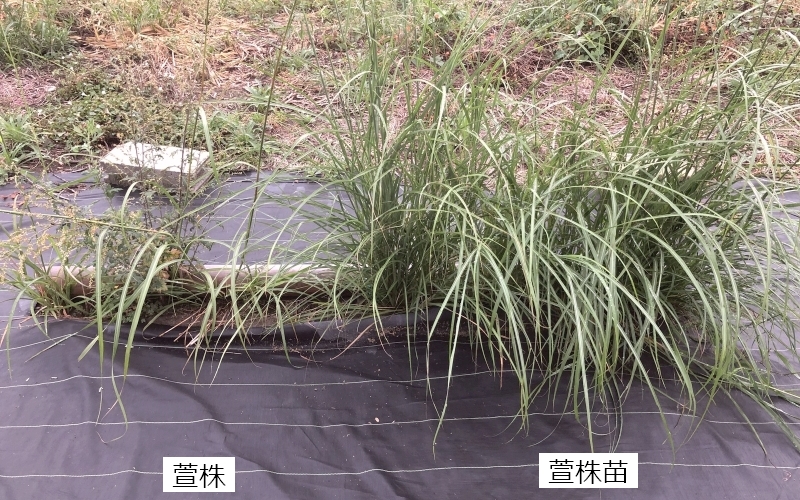 萱株苗の試験植栽