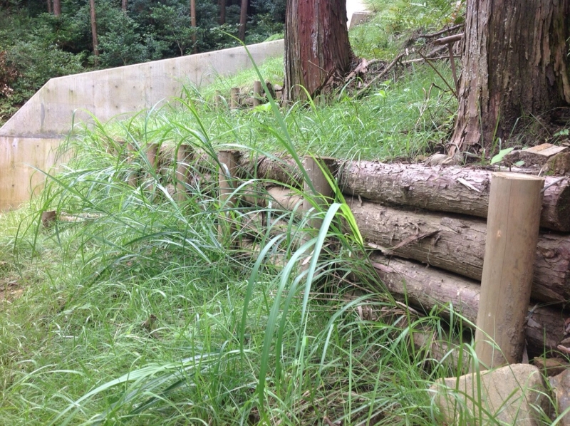 萱株苗の試験植栽