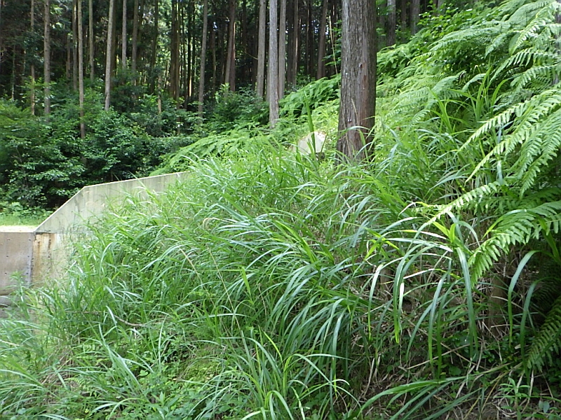 萱株苗の試験植栽