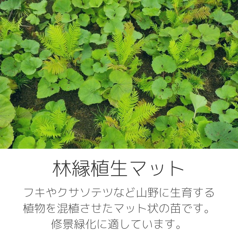 林床植生マット