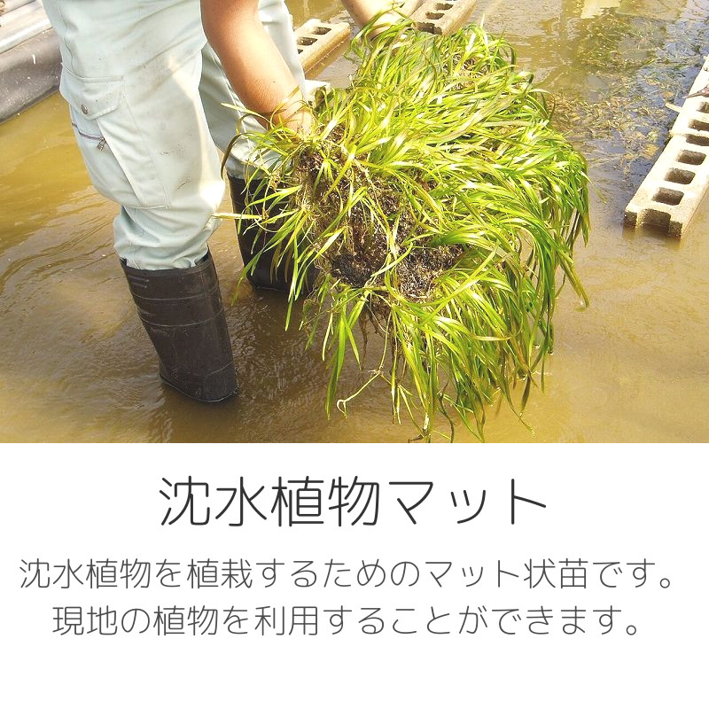 沈水植物マット