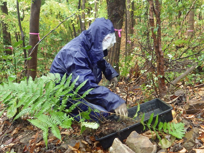 工事対象地からの植物の確保