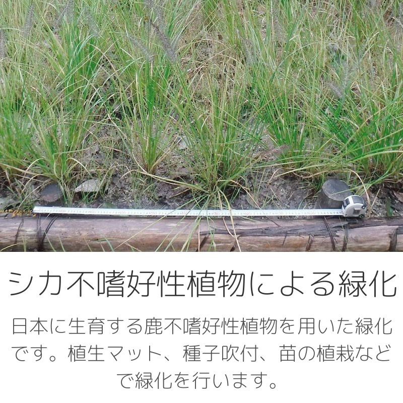 シカ不嗜好性植物による緑化