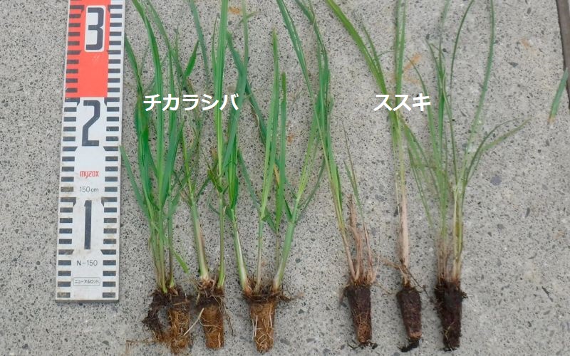 チカラシバとススキの萱株苗