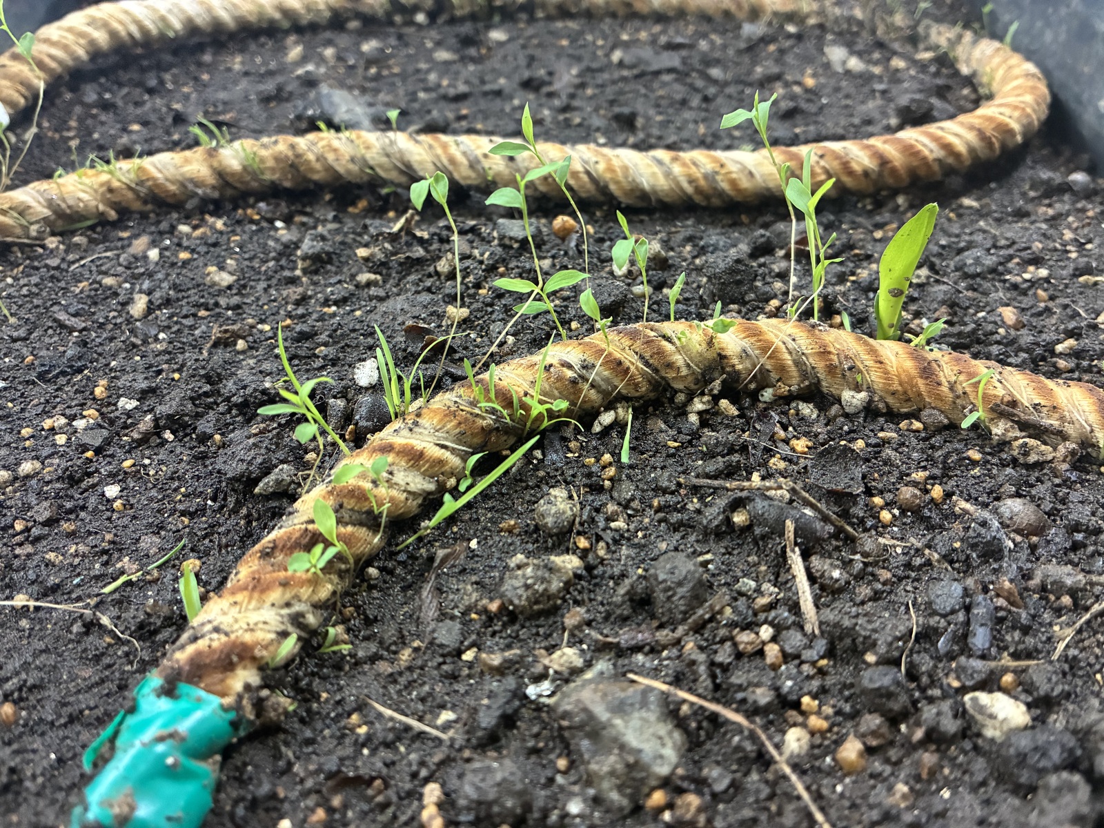植生ロープから種子が発芽している