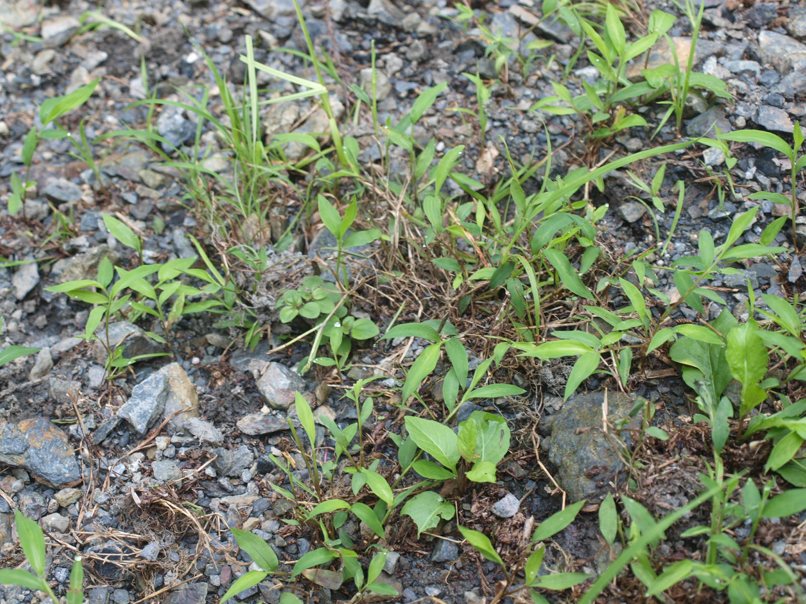 治山現場で、ペレット種子から発芽した草本