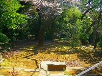 tokyo_tousenji_110405