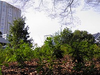 tokyo_tousenji_h22-syokusaichi