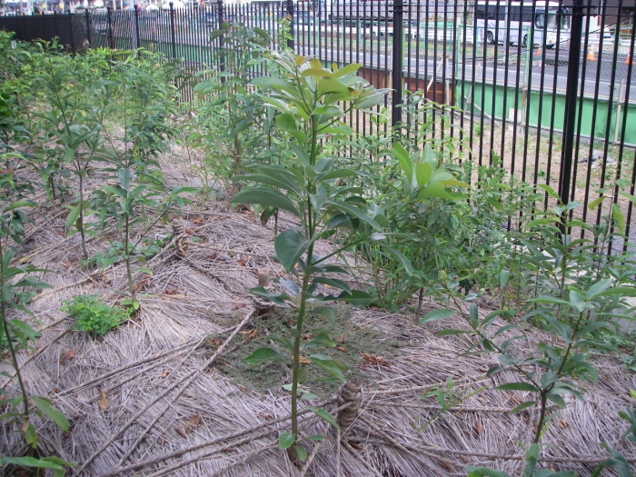 森の緩衝帯をつくる 事例紹介 エスペックミック株式会社 森の緩衝帯をつくる 事例紹介 エスペックミック株式会社