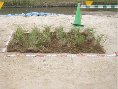 水生植物マット_001