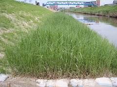 水生植物マット_003